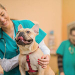 Why Should You Consider Pet Medical Insurance State Farm