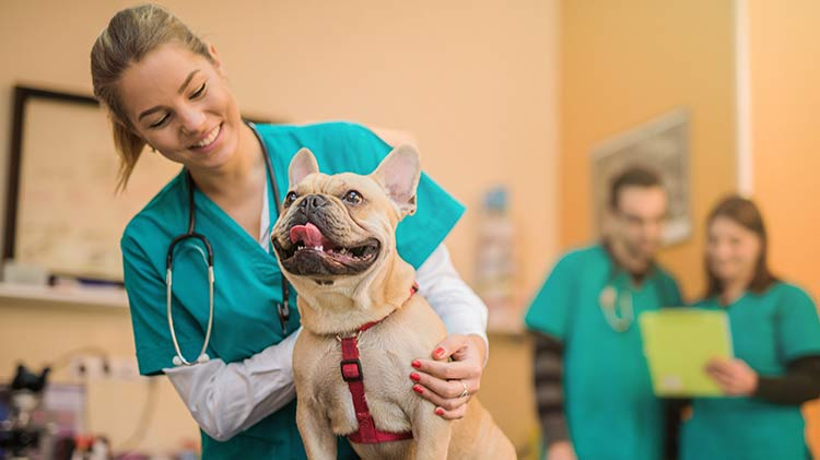 Why Should You Consider Pet Medical Insurance State Farm 